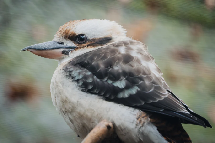 Nahaufnahme eines braun-weißen Vogels mit kräftigem Schnabel