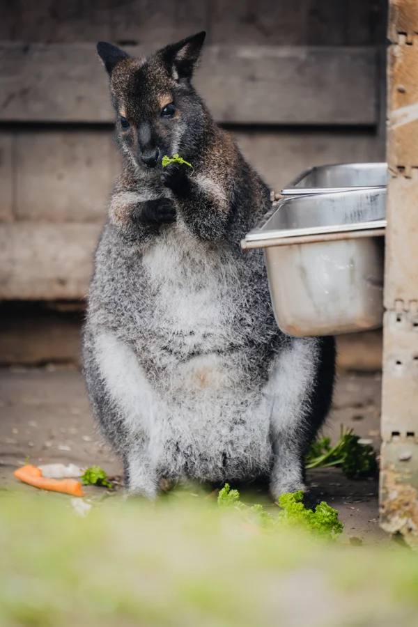 Ein Känguru sitzt aufrecht und hält Futter vor seiner Brust