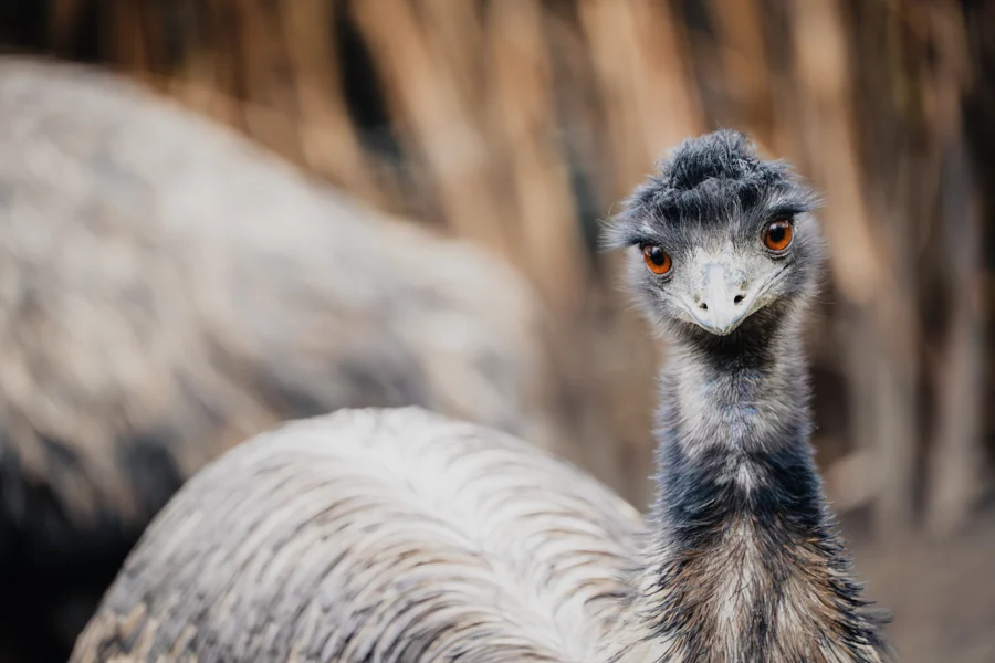 Ein Emu schaut vor unscharfem Gefieder direkt in die Kamera