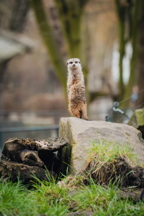 Ein Erdmännchen steht aufrecht auf einem Stein