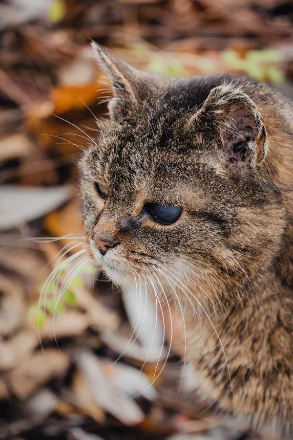 Eine kleine getigerte Wildkatze schaut zwischen herbstlichen Blättern hervor