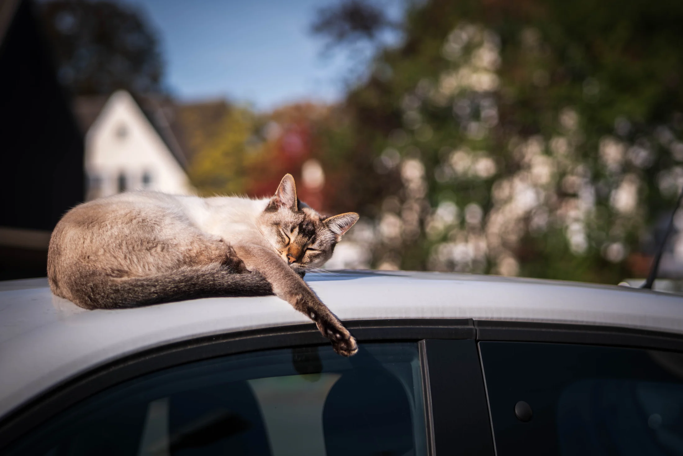 Eine Katze mit blauen Augen liegt entspannt auf einem Autodach