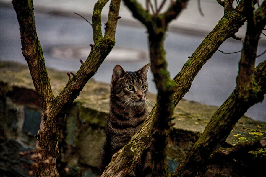 Eine getigerte Katze sitzt zwischen moosbewachsenen Ästen