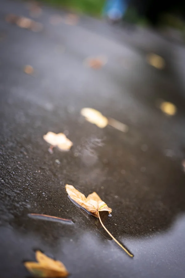 Ein einzelnes Herbstblatt auf einer dunklen Fläche