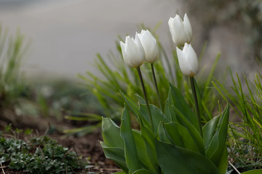 Weiße Tulpen vor einer grauen Mauer
