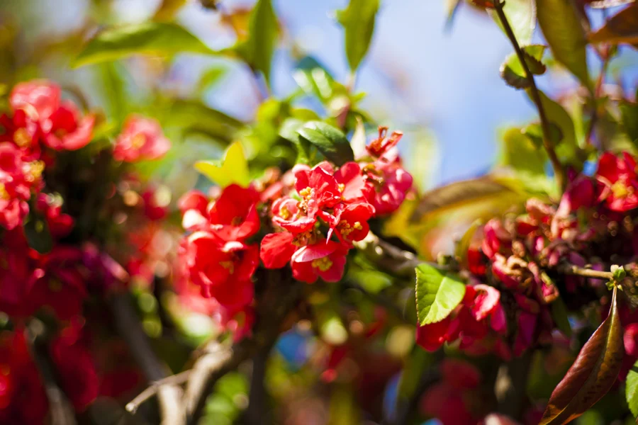 Rote Blüten vor grünem Laub und weichem Hintergrund