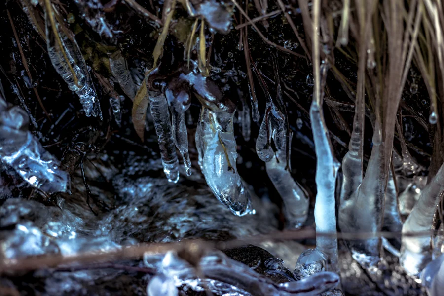 Eiszapfen hängen über einem dunklen Waldboden
