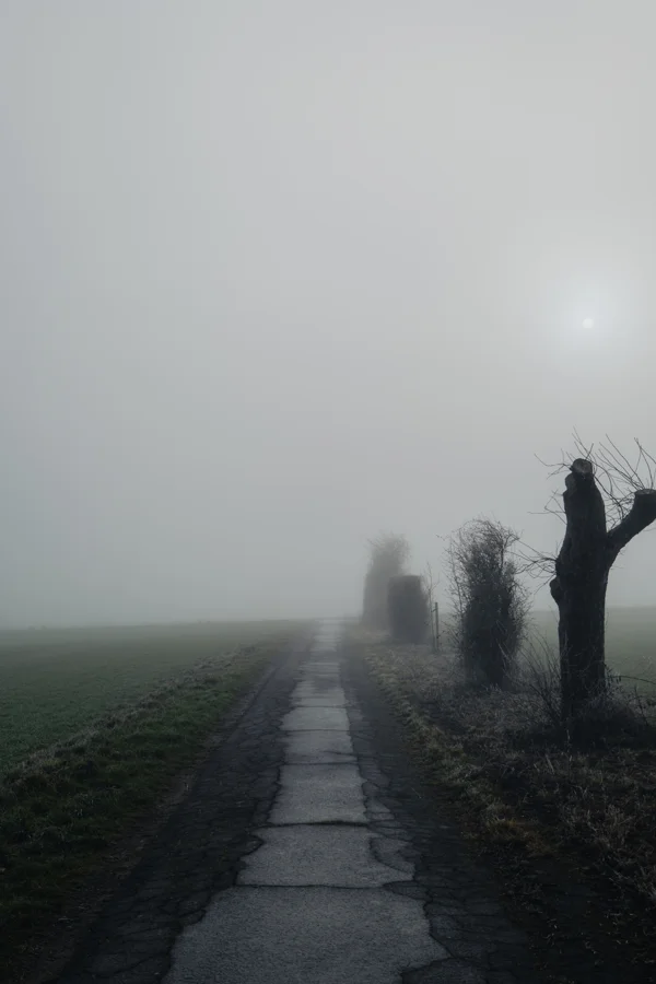 Straße und Bäume in dichtem Nebel und weichem Licht
