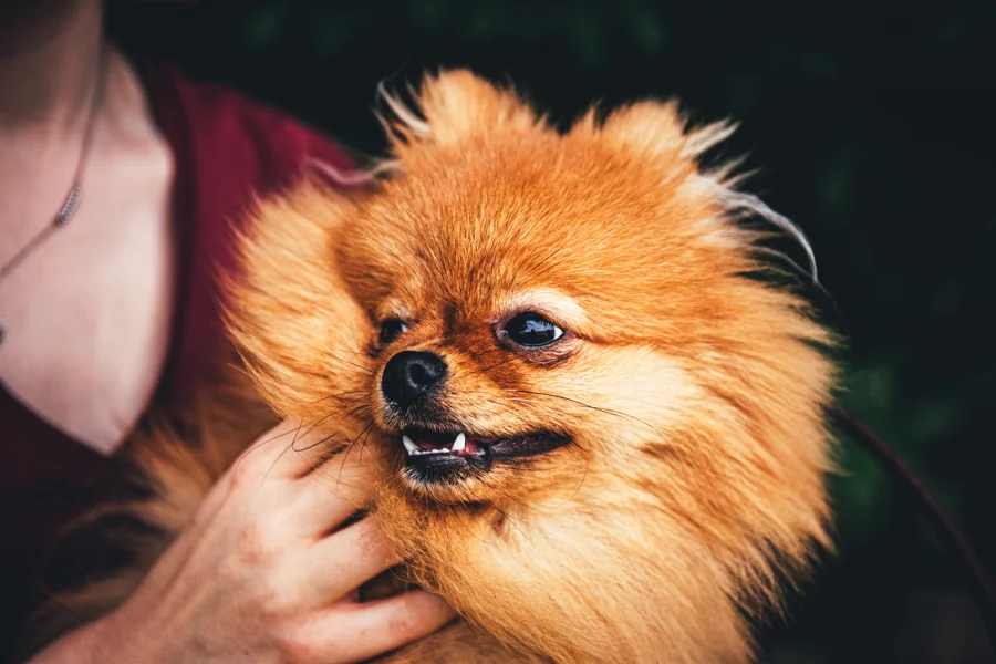 Kleiner langhaariger Hund im warmen Licht