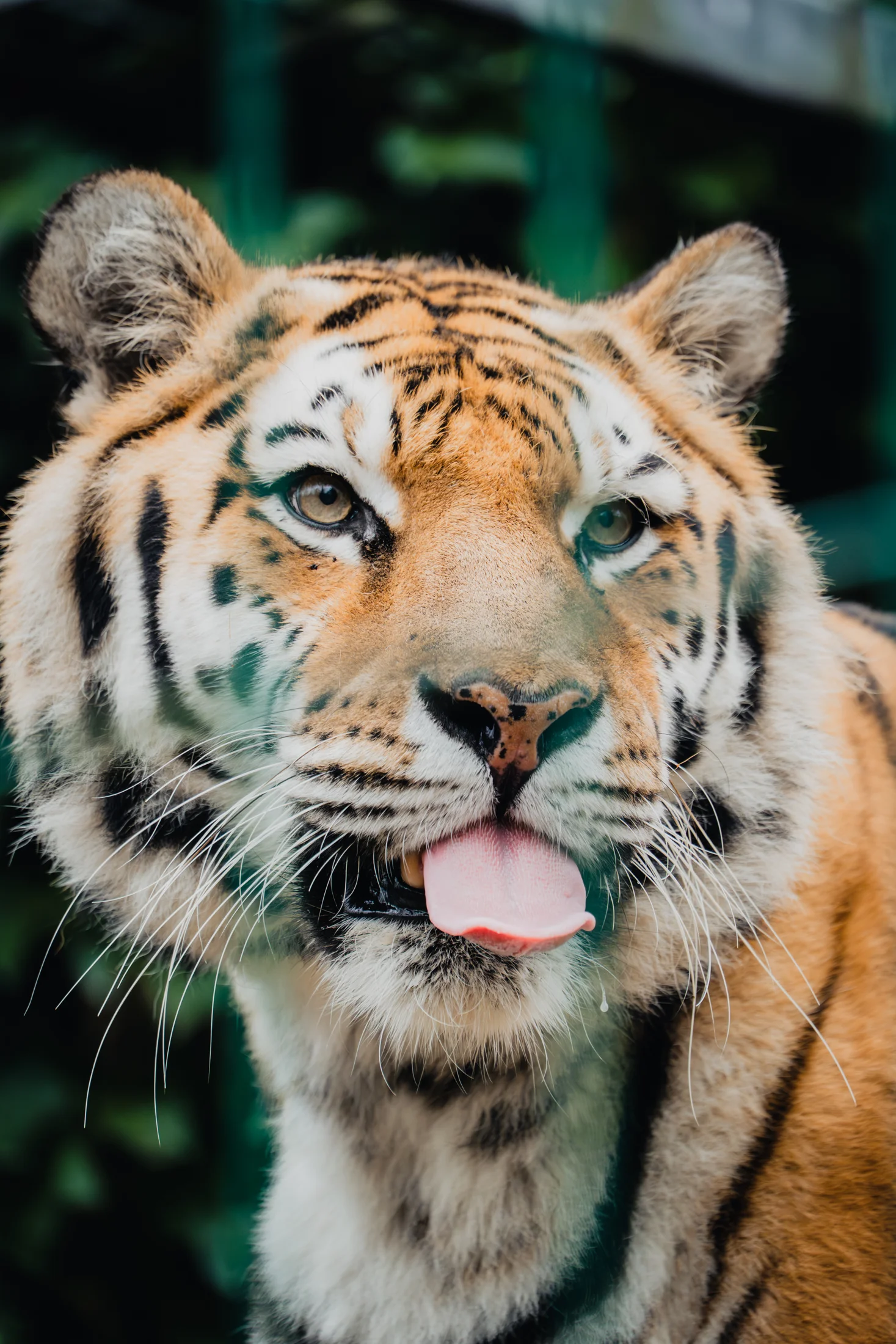 Tierfotografie