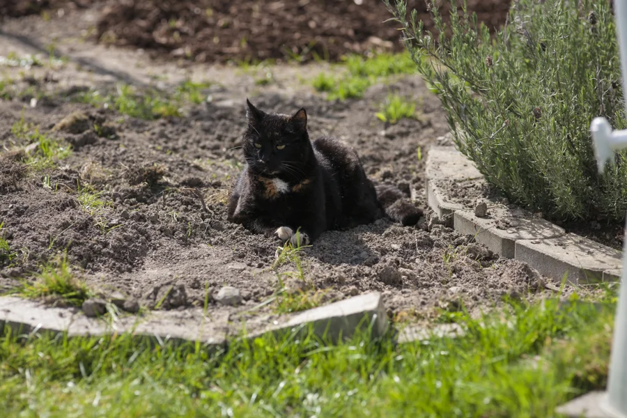 Dunkle Katze in einer ruhigen Umgebung