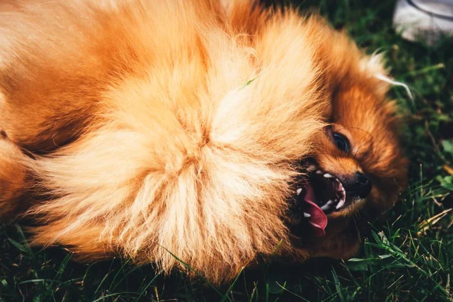 Kleiner langhaariger Hund im warmen Licht