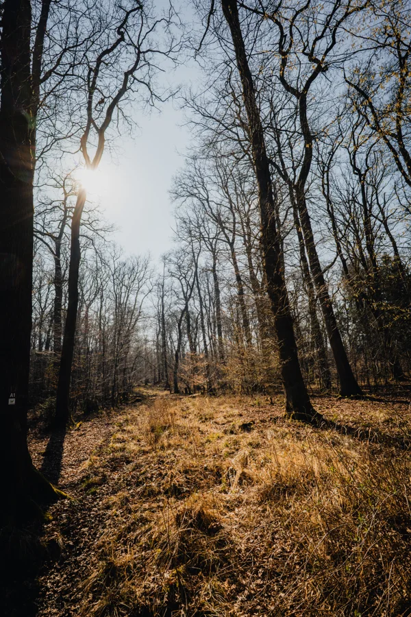 Licht zwischen Baumstämmen und Zweigen