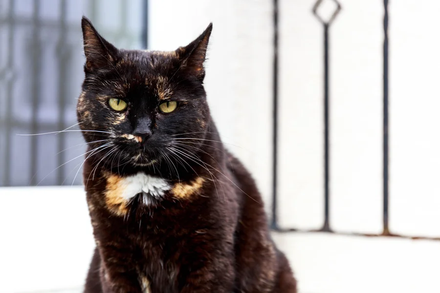 Dunkle Katze in einer ruhigen Umgebung