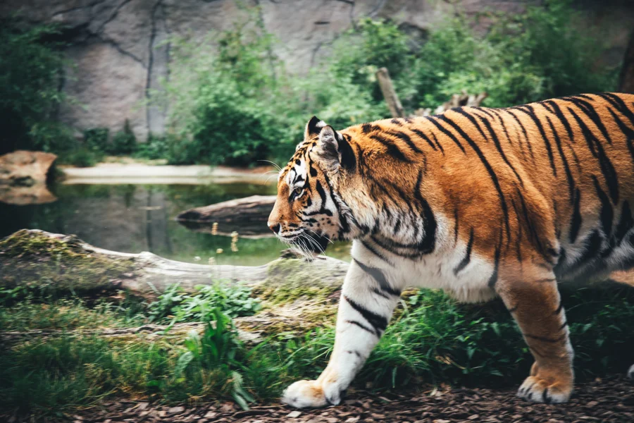 Tiger zwischen Steinen, Holz und Pflanzen im Gehege