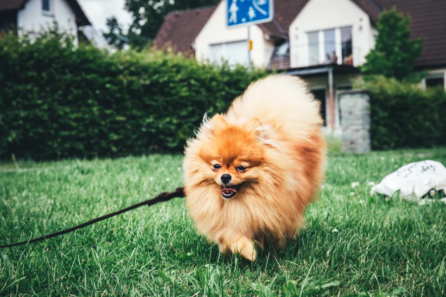 Kleiner langhaariger Hund im warmen Licht