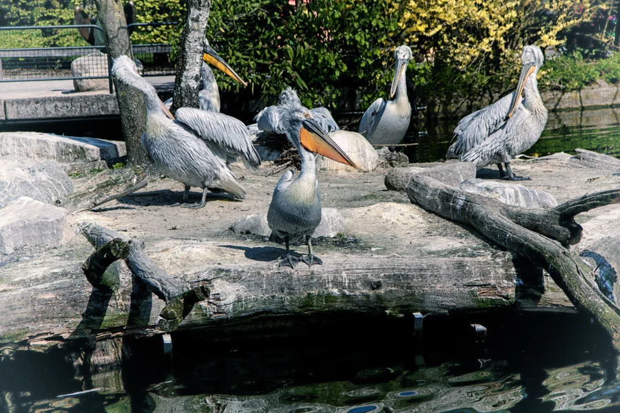 Pelikane an einer Wasserfläche