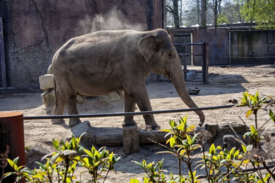 Elefant steht vor einem Wasserbecken