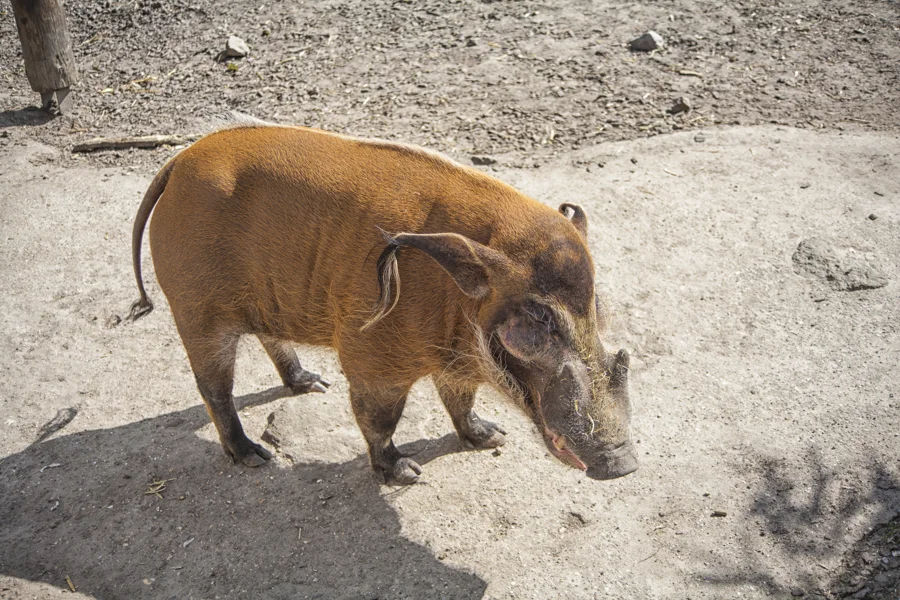Wildschwein auf sandigem Boden