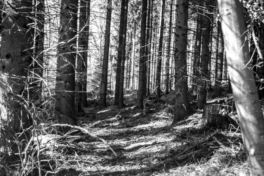 Baumstämme und Waldlicht in winterlicher Umgebung