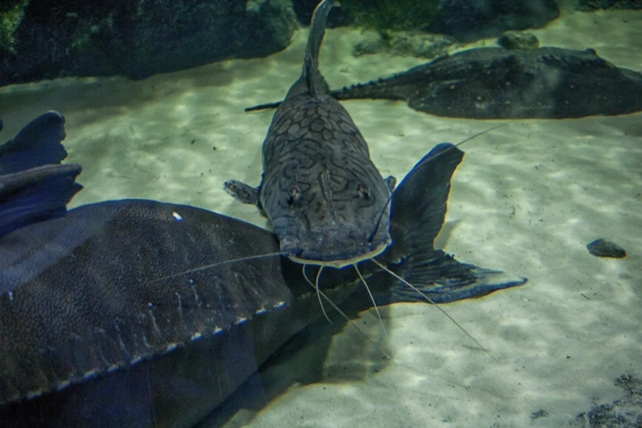 Fisch im Aquarium zwischen Korallen und Felsen