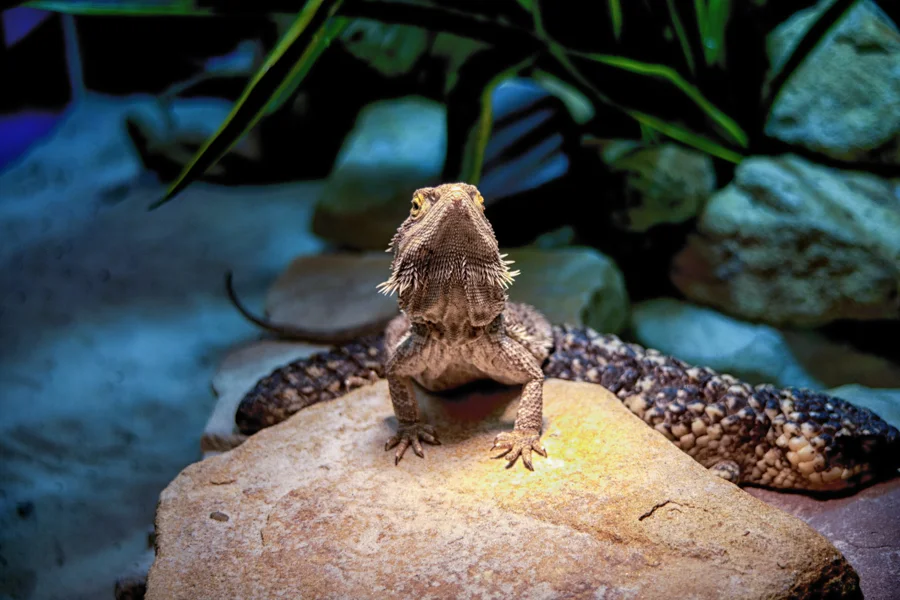 Reptil liegt auf einem Felsen