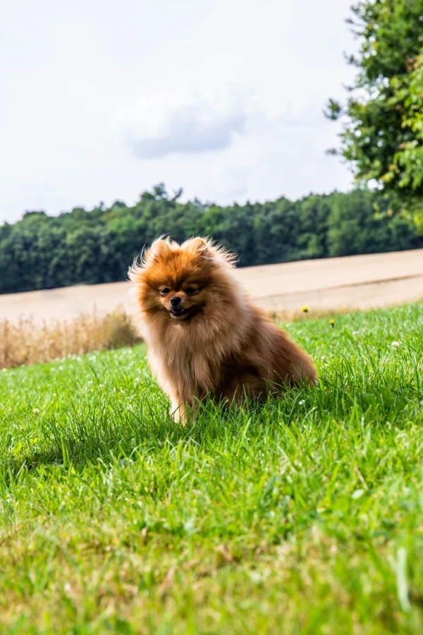 Kleiner langhaariger Hund im warmen Licht