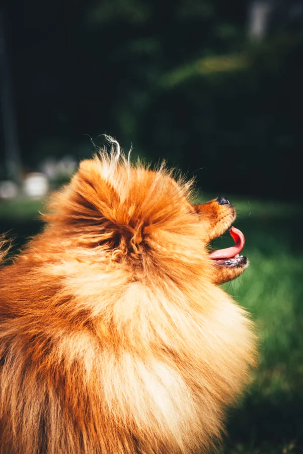 Kleiner langhaariger Hund im warmen Licht